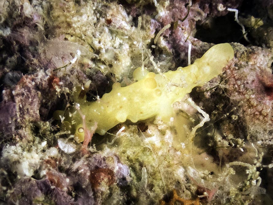 Aegires sp. 3